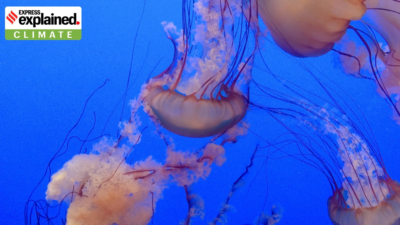 The spineless foe of nuclear power plants: How jellyfish disrupt these facilities