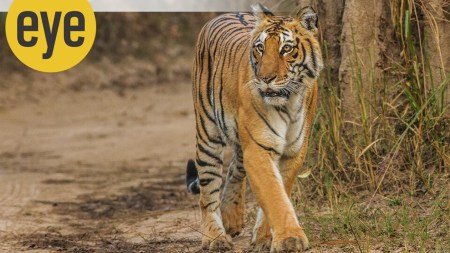 A tiger in Jim Corbett National Park