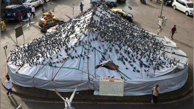 kabutarkhana controversy, pigeon shelters Mumbai, Bombay High Court kabutarkhana order, Fadnavis kabutarkhana statement,