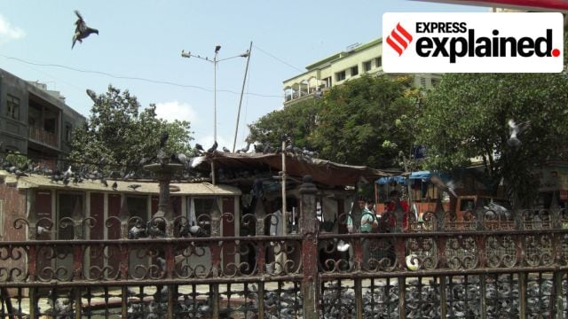 Mumbai kabutarkhanas, kabutar