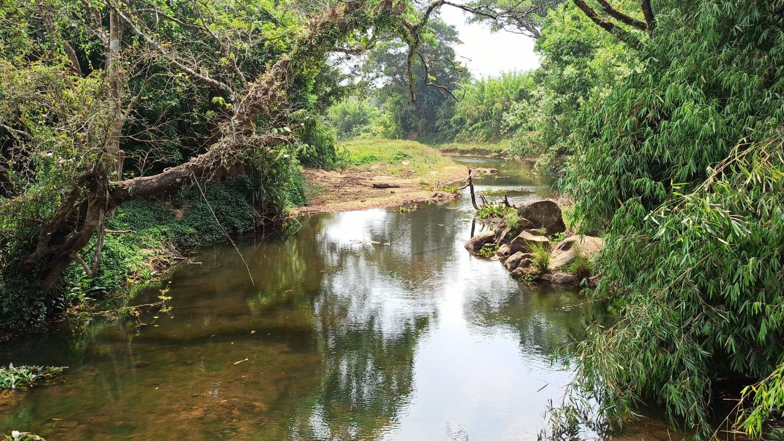 Dario urops habitat by Nikhil Sood: The habitat of Dario urops at a Valapattanam river stream in Karnataka. Nikhil Sood
