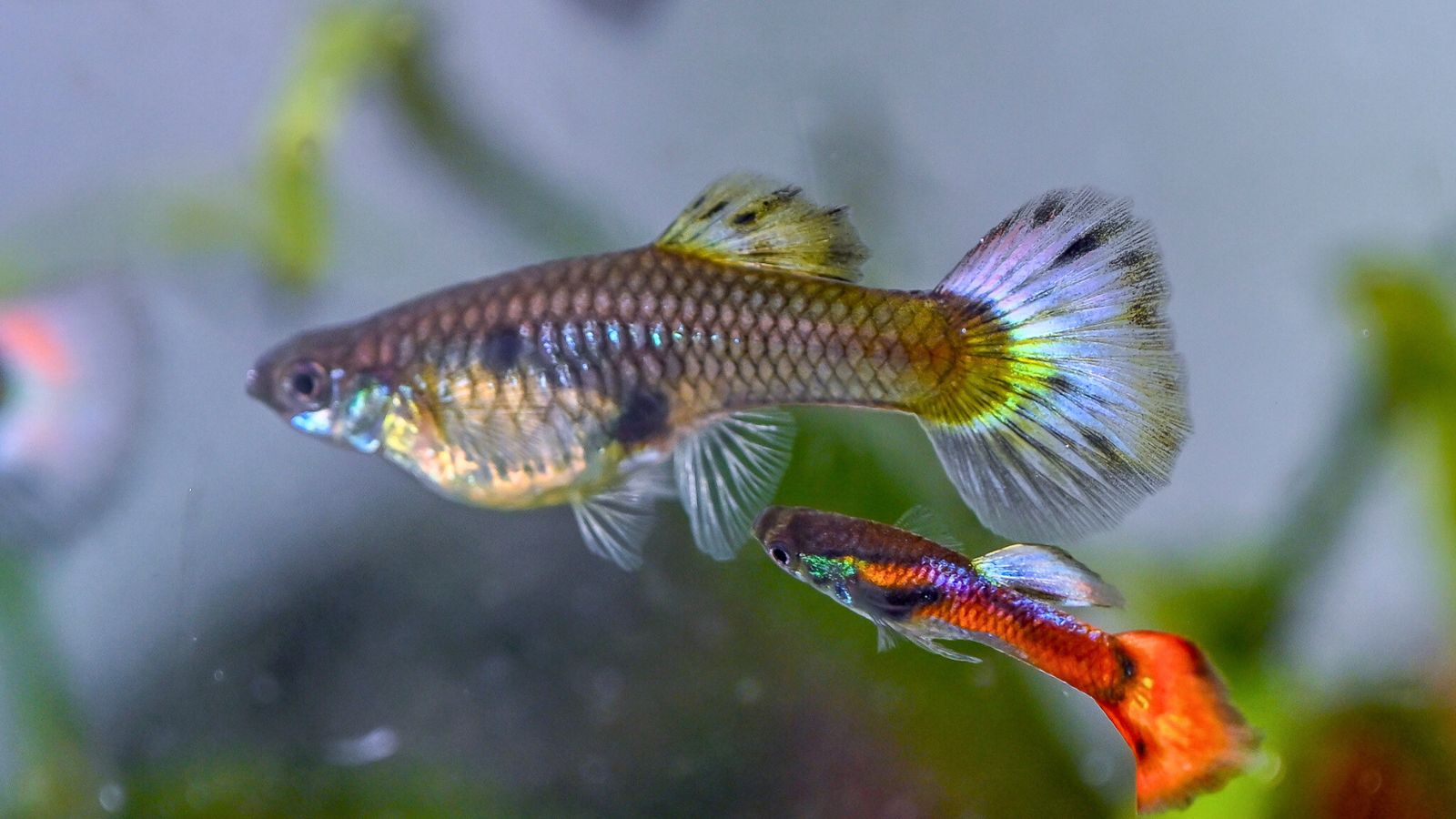  A common guppy. (Express Photo Jithendra M)