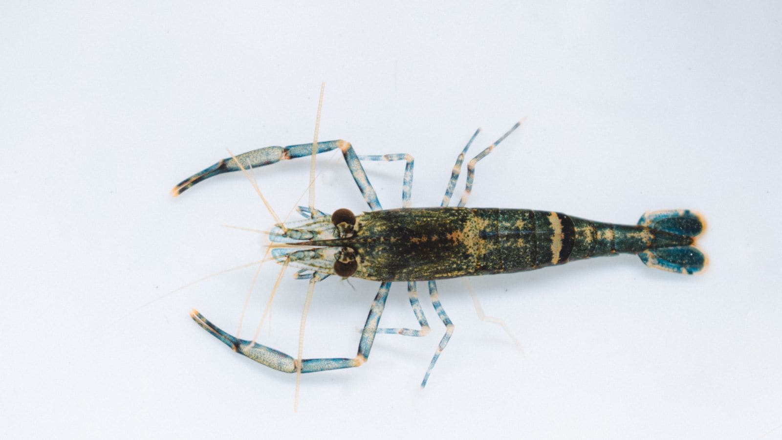 Shrimp: Maclean Antony Santos’s first collaborative research project resulted in the discovery of a new shrimp species, Macrobrachium irwini, named in honour of wildlife conservationist Steve Irwin. Thejas