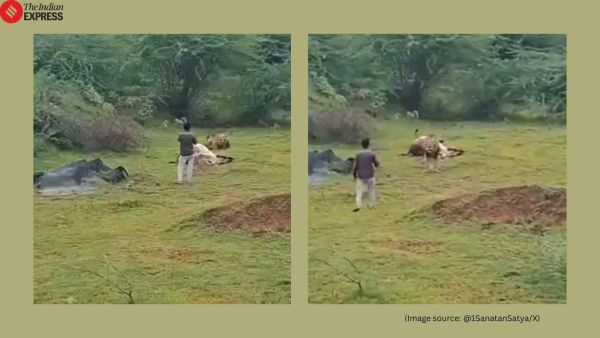 Gujarat Man risks life filming lion up close