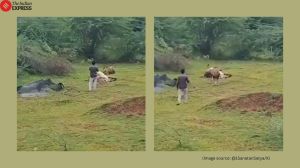 Gujarat Man risks life filming lion up close