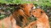 World Lion Day, Asiatic lion, Asiatic lion pair adapting well, Vizag zoo, Indian express news, current affairs