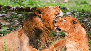 World Lion Day, Asiatic lion, Asiatic lion pair adapting well, Vizag zoo, Indian express news, current affairs