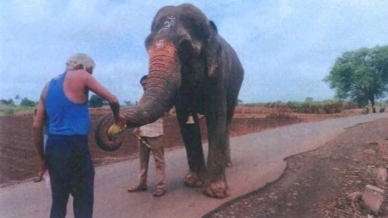 Mahadevi (Madhuri) elephant. (Express photo/Special arrangement)