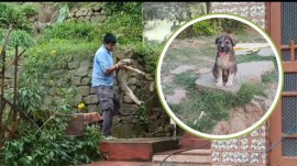 Rocky, a Gaddi breed puppy, was six-months-old at the time of the incident