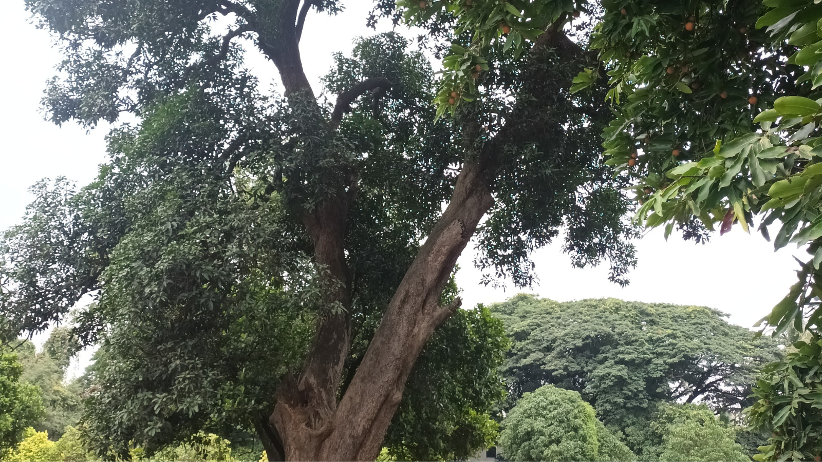 Pune's Ganeshkhind Garden Faces Threat From Proposed STP