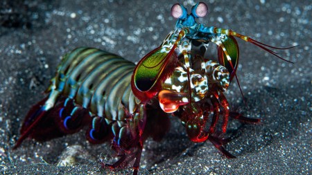 Mantis shrimp delivers a punch at over 50 mph using spring‑loaded mechanics and cavitation