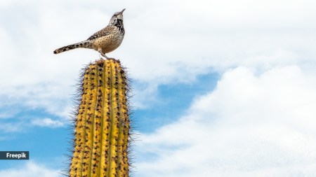 the mockingbird often perches atop cacti to relieve itself,