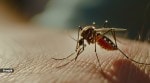Parents should look out for these signs of dengue in children