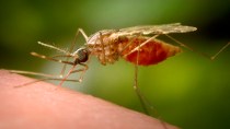 chikungunya virus china