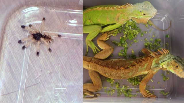 Acting on specific information, another AIU team checked the baggage of a passenger from Bangkok and found several animals, including three meerkats, three lizards, two iguanas, a skink, a four-eyed turtle, tarantulas and several tree crickets.