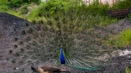 peacock