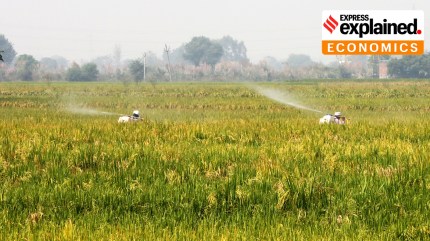 India’s organised domestic crop protection chemicals market is valued at roughly Rs 24,500 crore.