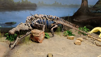 Indian researchers have discovered a rare 200-million-year-old phytosaur fossil in Rajasthan’s Jaisalmer district