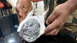 piegon with threat Found in the claws of a pigeon — a threat to blow up Jammu railway station