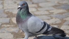 In the past, there have also been instances of pigeons found carrying code words and numbers on slips tied to their legs. (File Photo)