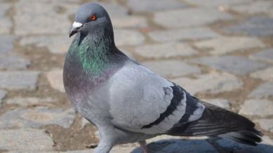 pigeon carrying threat note Jammu, Pakistan pigeon threat message, Jammu railway station bomb threat, RS Pura pigeon captured,