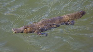 Explore the extraordinary venom of the male platypus