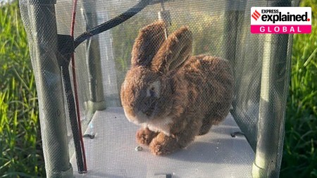 Pythons Hunting Robot Rabbits