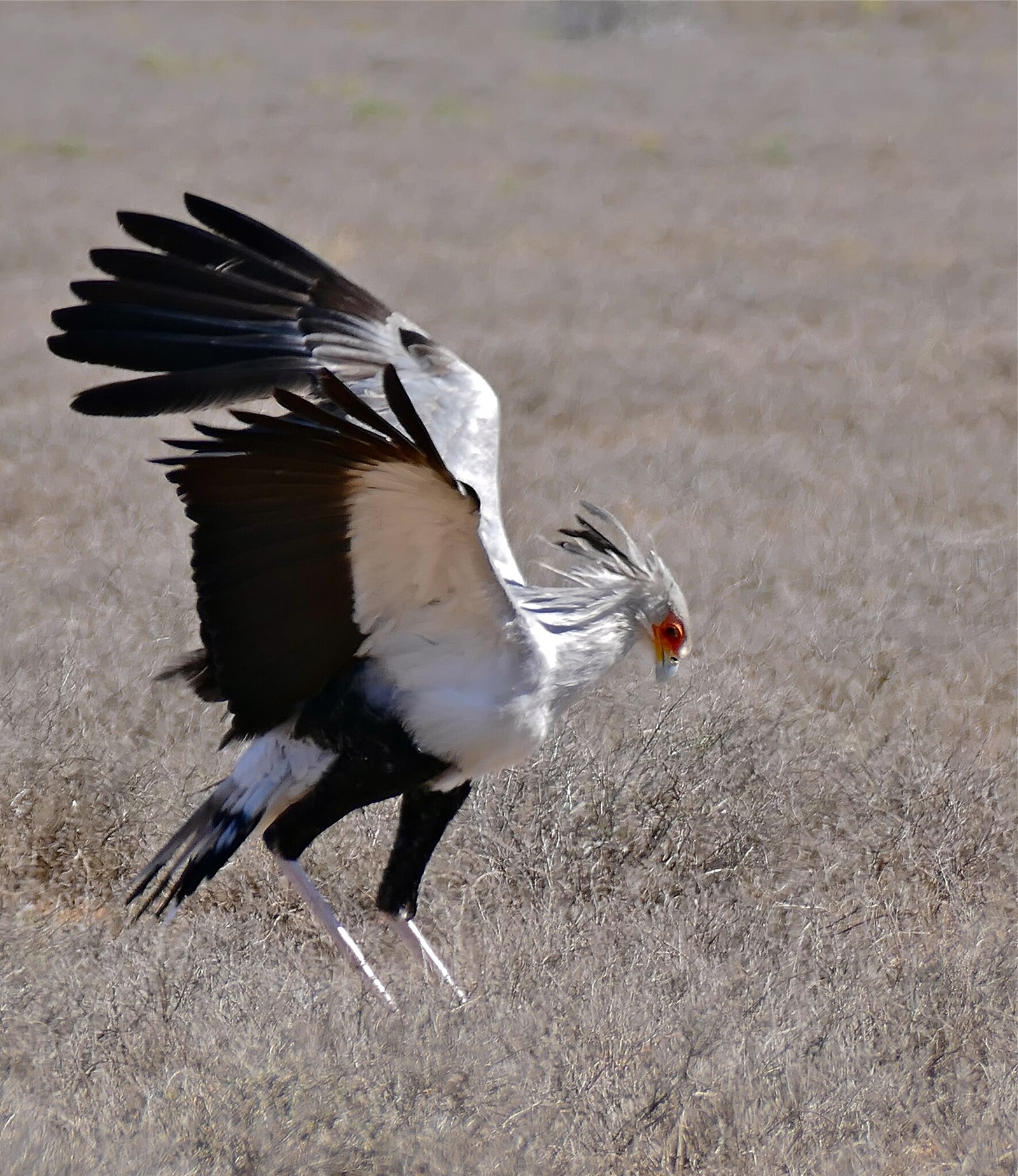 Discover the secretary bird (Sagittarius serpentarius), the African raptor that kills venomous snakes by stamping them to death. 