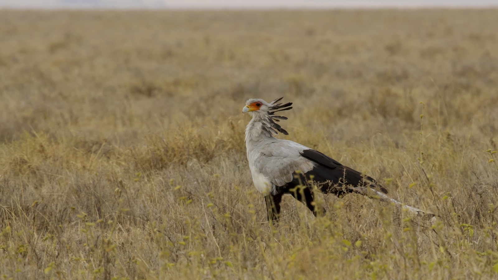 Meet the bird that literally stomps its prey — including snakes — to death