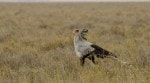 Discover the secretary bird (Sagittarius serpentarius), the African raptor that kills venomous snakes by stamping them to death.