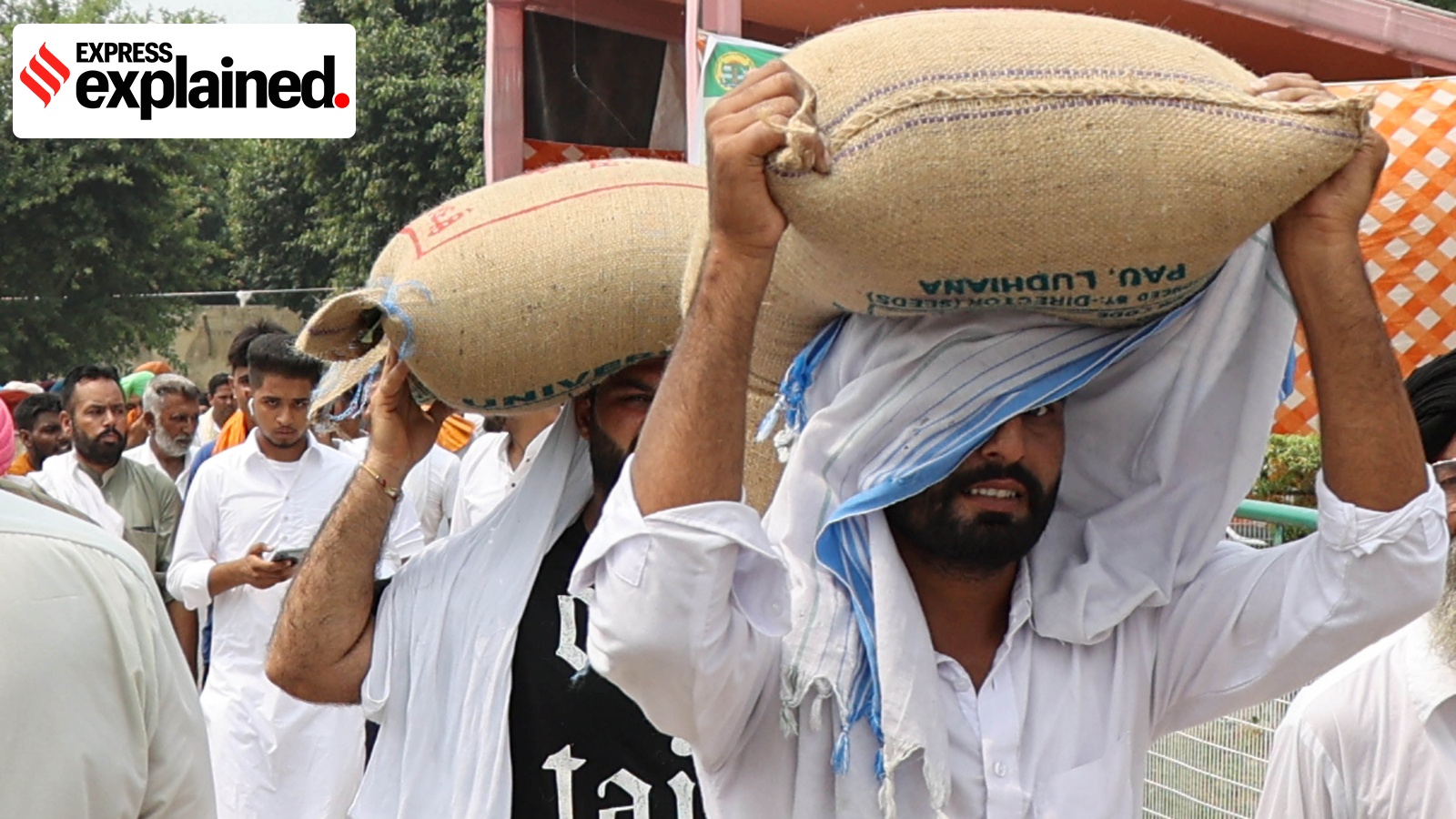 Punjab Seed Dealers Concerned About Stricter Seed Sale Penalties