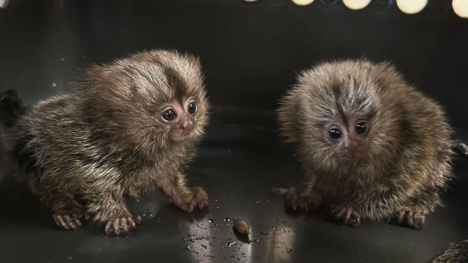 World's smallest monkey, honey bear, red-eared turtle seized from passenger’s bag at Mumbai airport