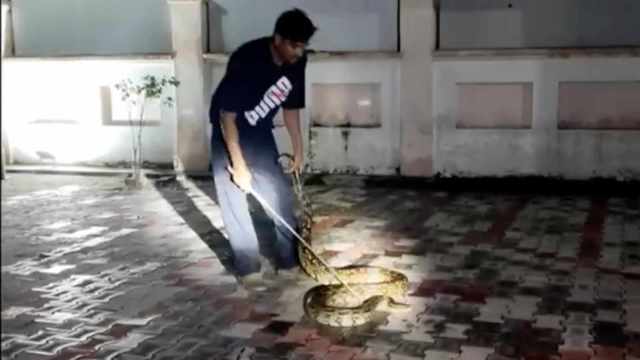 snake catcher