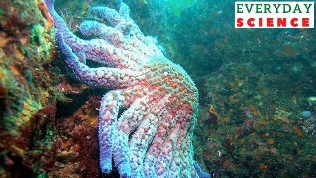Starfish
