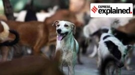 ‘8 lakh’ strays, no govt shelters, Delhi has to redraw its plan