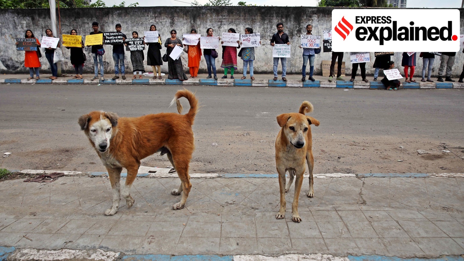 Animal rights activists protest against the killing of stray dogs during a sterilisation programme by the Kolkata civic body in 2018.
