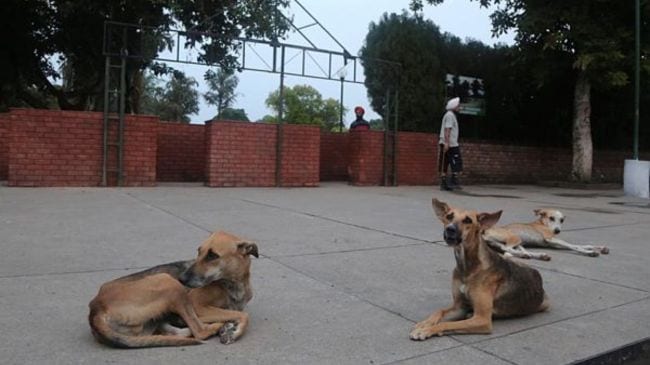 SC on stray dogs