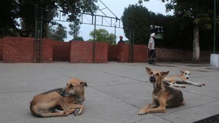 SC decision on pleas seeking stay on stray dog order likely today