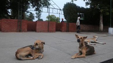 SC decision on pleas seeking stay on stray dog order likely today