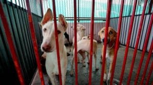 The stray dogs from all vulnerable localities in the city to areas where they can be rehabilitated. (Archive)