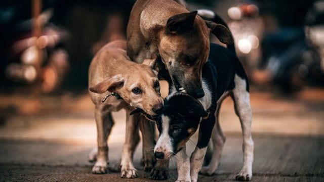 Supreme Court stray dogs order, Delhi stray dog relocation, Rahul Gandhi stray dog policy, Priyanka Gandhi on stray dogs,