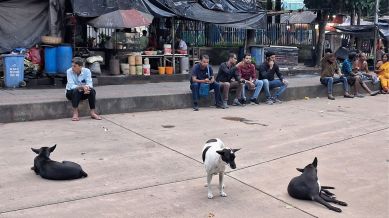 stray dog