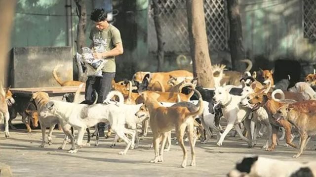 stray dogs
