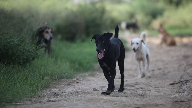 stray dog