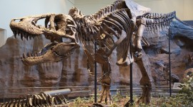 Think T. rex or Megalodon had the sharpest teeth? Think again