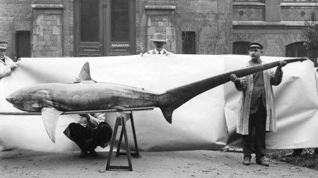 Explore the common thresher shark—celebrated for sporting what may be the longest vertebrate tail on Earth.