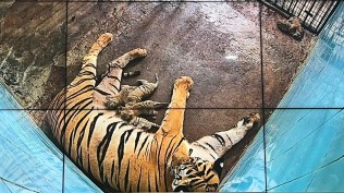 Six tiger cubs were successfully born at the National Zoological Park in New Delhi after two failed attempts, marking a major milestone in the zoo's breeding program.
