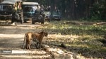 Discover how these big cats compare in strength, hunting styles, and real encounters.