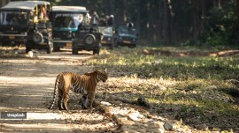 Discover how these big cats compare in strength, hunting styles, and real encounters.