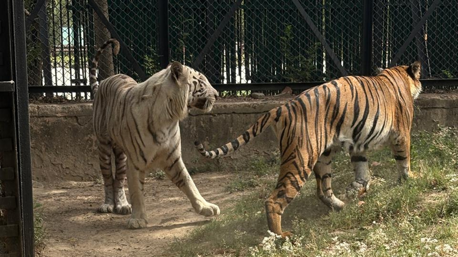 Delhi Zoo Celebrates Birth of Six Bengal Tiger Cubs